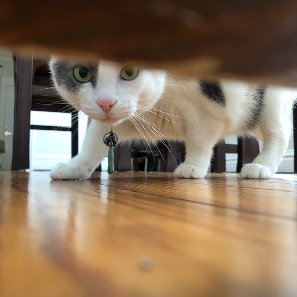 β’ meet the assistants β’ - Picture 11 of 15